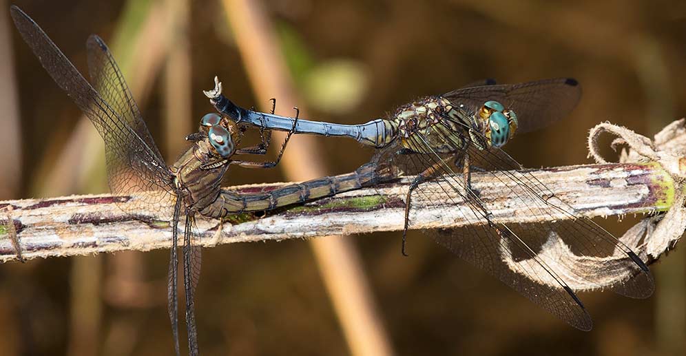 Orthetrum julia falsum